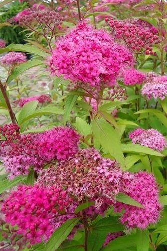 How To Plant, Prune, Fertilize & Water Japanese Spirea Shrubs Japanese Spirea, Spirea Shrub, Flowering Bushes, Japan Garden, Large Plants, Planting, Patio, Free Shipping, Plants