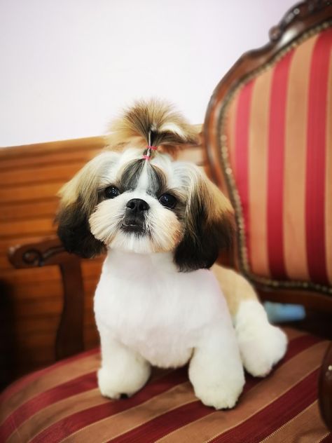 4,5 month #shihtzu #puppy #haircuts Shih Tzu Puppy, Short Haircuts, Hair Cut, Shih Tzu, Short Hair Cuts, Hair Cuts, Puppies, Hair Styles, Dogs