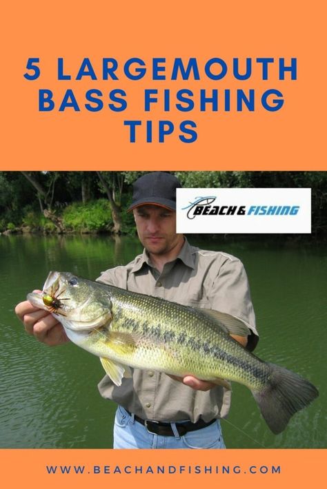 Best Bass Fishing Lures, Largemouth Bass Fishing, Fishing Basics, How To Fish, Fishing For Beginners, Fly Fishing Tips, Bass Fishing Lures, Bass Lures, Bass Fishing Tips