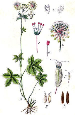 Astrantia major. Stjärnflocka. The Paradise Bbc, Astrantia Flower, Cherry Plant, Astrantia Major, Aquaponic Gardening, Illustration Botanique, Plant Painting, Picture Illustration, Nature Drawing