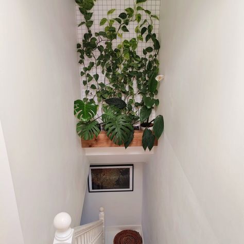 Mesh green wall, mesh plant wall, indoor green wall, DIY greenwall, pothos vine, monstera, piece lilly Green Wall Diy, Plant Wall Indoor, Indoor Green Wall, Pothos Vine, Monstera Wall, Wall Diy, Green Walls, Climbing Wall, Plant Wall