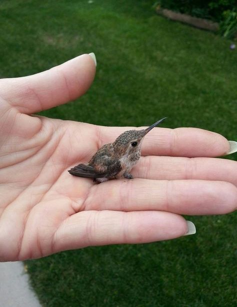 "A tiny baby hummingbird!" Humming Bird Aesthetic, Baby Hummingbirds, Regnul Animal, Psy I Szczenięta, Baby Animals Pictures, Animale Rare, Humming Bird, Pretty Animals