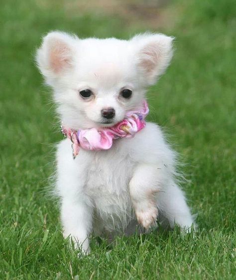 White chihuahua puppy Fluffy Chihuahua, Longhaired Chihuahua, Chihuahua Training, Pet Remedies, White Chihuahua, Cutest Puppy, Chihuahua Puppy, Long Haired Chihuahua, Pet Ideas