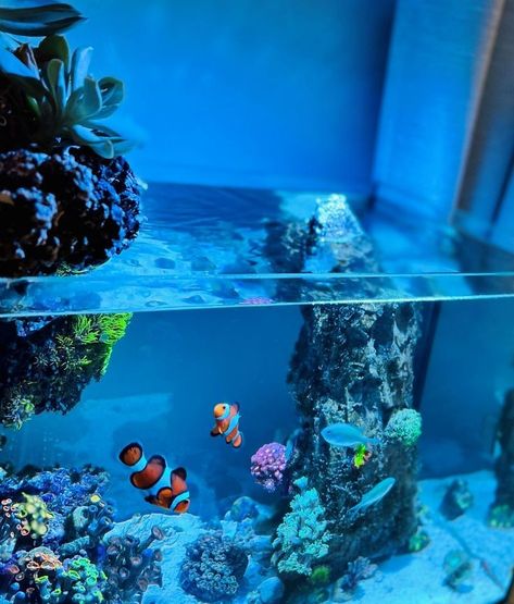 Wood Table For Fish Tank, Lagoon Reef Tank, Marine Fish Tank Ideas, Saltwater Aquarium Ideas, Nemo Fish Tank, Saltwater Fish Tank, Salt Water Aquarium, Nano Reef Tank, Aquarium Tanks