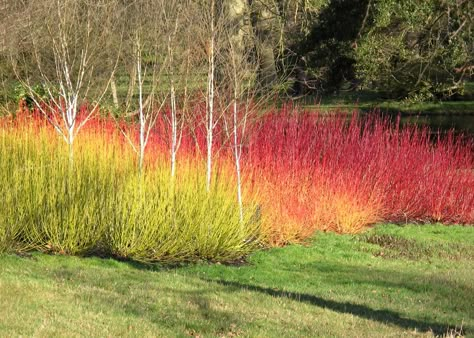 Winter Gardening Ideas, Cornus Alba Sibirica, Cornus Alba, Red Dogwood, Winter Gardening, Plant Combinations, Hardy Plants, Colorful Garden, Lombok