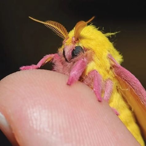 Rosy maple moth // Dryocampa rubicunda 🩷 Introducing a new series on my page: moth makeup!! #mothsofhappiness I freaking love moths bro. They're such cute creatures and they come in all shapes and sizes, so I thought it would be fun to do some makeup looks inspired by them and share more of their beauty 🥰🩷 Information I have found: The rosy maple moth is a day-active moth and can be found in North America. Their beautiful pink and yellow wings will reach a width of up to 5 cm, so they are ... Rosy Maple Moth Costume, Rosey Maple Moths, Rosy Maple Moth Tattoo, Moth Makeup, Rose Maple Moth, Rosy Maple Moth Art, Rosy Maple Moth Aesthetic, Crochet Rosy Maple Moth, Pink Maple Moth