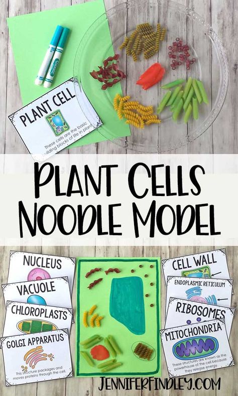 Help your students remember plant cells and their organelles by making a cell model using noodles! Read more and get free vocabulary posters! Plant Cell Activity, Edible Animal Cell, Plant Cell Project, Teaching Cells, Cell Model Project, Plant Cell Model, Animal Cell Project, Jennifer Findley, Science Cells