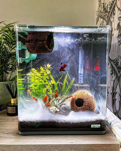 Fish Tank Themes, Betta Fish Types, Fish Tank Design, Nano Aquarium, Betta Tank, Pet Enclosure, Tank Design, Aquarium Decorations, Fish Bowl