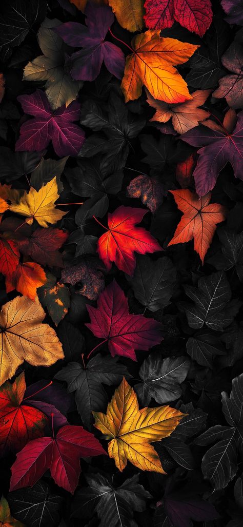 Fall Season Wallpapers Iphone Wallpaper, Dark Fall Phone Wallpaper, Fall Nature Wallpaper Iphone, Iphone Wallpaper Aesthetic Autumn, Fall Leaves Phone Wallpaper, Autumn Aesthetic Phone Wallpaper, Turkey Phone Wallpaper, Poppy Flower Aesthetic Wallpaper, Seasonal Wallpaper Iphone