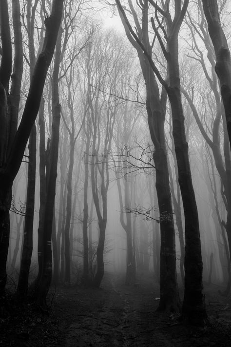 Midway through Life's journey, lost in the Bulgarian woods. Lost In The Woods Aesthetic, Lost Aethstetic, Lost In The Never Woods, Fmc Aesthetic, Woods Creepy, Woods Black And White, Lost In Woods, Hollow Heathens, Scary Woods