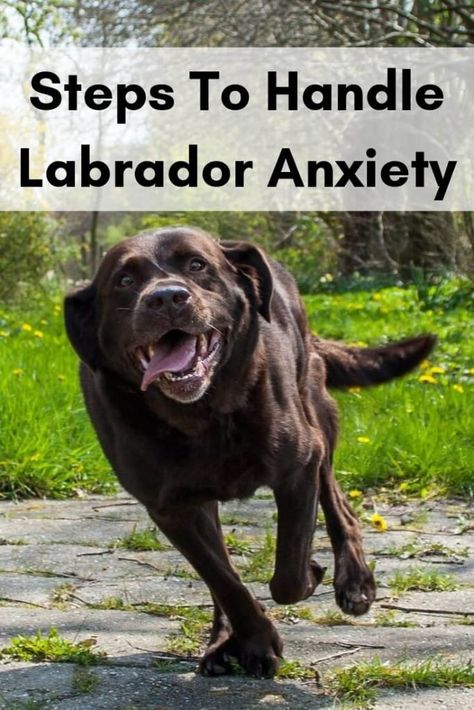 Black Dog Names, Labrador Retriever Training, Labrador Facts, Detection Dogs, Black Labrador Dog, Dog Bite, Dog Remedies, Lab Puppy, Lab Dogs