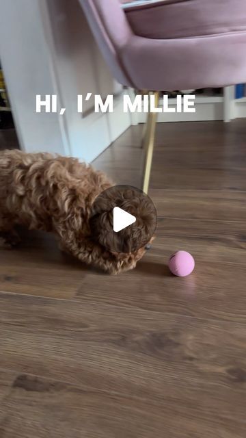 Millie The Maltipoo on Instagram: "Hi 👋🏼 I’m Millie Mouse, and this is my page 🐶 I’m a 4 month old Maltipoo sharing my adventures with my Mom and Dad 💕✨
.
.
#maltipoo #maltipoosofinstagram #maltipoopuppy #teddybearpuppy #teddybeardog #teddybearsofinstagram #dogsofinstagram" Maltipoo Adult, Maltipoo Full Grown, Teddy Bear Puppies, Teddy Bear Dog, Maltipoo Puppy, 4 Month Olds, 4 Months, My Mom, The 4