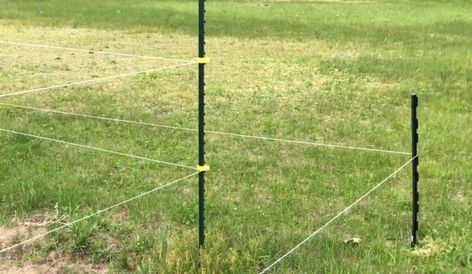 Solar Electric Fence, Cheap Garden Fencing, Deer Fencing, Deer Garden, Deer Resistant Garden, Deer Proof, Fence Options, Cattle Panels, Cheap Garden