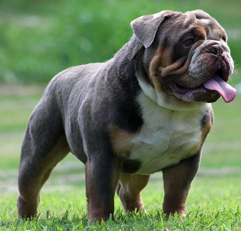 Available Olde English Bulldogges & English Bulldogs for sale. Bull Dogs English, English Bulldog Full Grown, Brown English Bulldog, Bulldog Aesthetic, Blue English Bulldogs, Dogs Tattoo Ideas, Miniature English Bulldog, Dog Line Art Tattoo, Dog Ear Tattoo