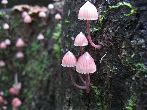 Pink Mushrooms Dnd Aesthetic, Pink Mushrooms, Mushroom Background, Mushroom Wallpaper, Mushroom Pictures, Pink Mushroom, Magic Realism, Mushroom Fungi, Mushroom Design