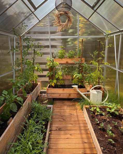 Greenhouse helps to regulate climatic conditions and humidity. Suitable environment for the plants to grow with available nourishment. Choose a suitable place to set up the greenhouse and start your cultivation. Choose a plant you wish to grow. Made your greenhouse garden , looking for a perfect greenhouse !visit the Amazon. Credit:joannacosyhome Greenhouse Setup Inside, Greenhouse Set Up Inside, Diy Greenhouse Cheap Easy, Greenhouse Tips, Greenhouse Conservatory, Video Food, Greenhouse Garden, Greenhouse Plants, Plants To Grow