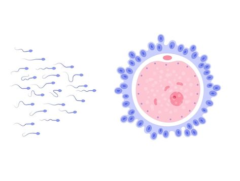 Fertility Illustration, Human Egg Cell, Cell Anatomy, Egg Cell, John Wick Movie, Fertility Diet, In Vitro, Henna Tattoo Designs, Henna Tattoo