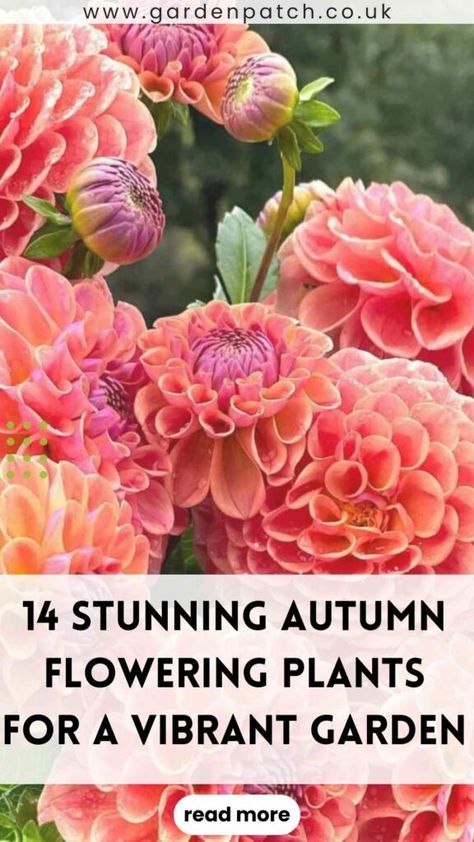 14 Stunning Autumn Flowering Plants for a Vibrant Garden 16 Autumn Planting Uk, Mum Landscape Ideas, Autumn Flower Garden, Fall Flowering Plants, Cottage Garden Flowers Perennials, Fall Plants Landscape, Fall Plants For Outside, Autumn Planter Ideas, Autumn Garden Pots