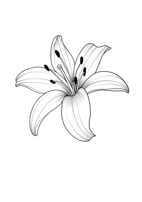 Lilly Flower Drawing, Amaryllis Tattoo, Lilly Tattoo Design, Skellington Tattoo, Lilly Flower Tattoo, Flower Tattoo Stencils, Lily Tattoo Design, Lilies Drawing, Lily Flower Tattoos