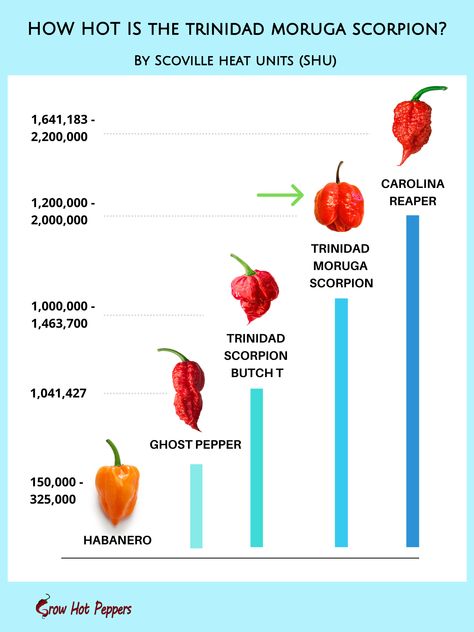 Trinidad Moruga Scorpion: Scoville, Seeds & Pepper Grow Guide Hot Peppers Plants, Growing Hot Pepper, Hot Pepper Recipes, Trinidad Scorpion, Hot Sauce Recipe, Chilli Plant, Pepper Recipes, Hot Sauce Recipes, Date Night Recipes