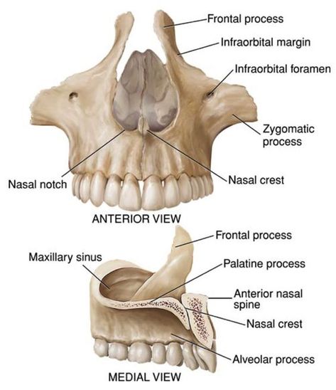 Mandible Anatomy, Jaw Anatomy, Human Skull Anatomy, Anatomy Head, Communication Disorders, Dental Assistant Study, Radiology Student, Anatomy Bones, Skull Anatomy