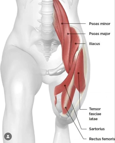 Psoas Muscle Pain, Body Muscle Anatomy, Nervus Vagus, Human Muscle Anatomy, Bolesti Chrbta, Basic Anatomy And Physiology, Yoga Anatomy, Human Body Anatomy, Psoas Muscle