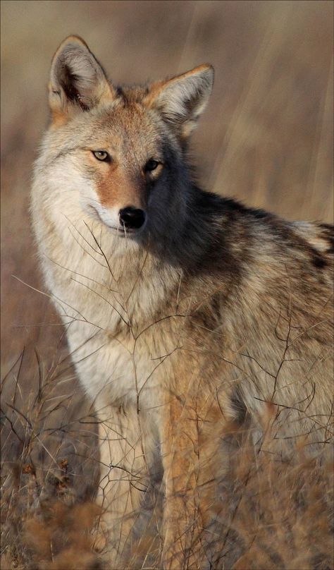 Coyote! | Flickr - Photo Sharing! Coyote Reference, Coyote Taxidermy, Coyote Therian, Coyote Tattoo, Coyote Animal, Coyote Hunting, African Wild Dog, Wild Dogs, Lone Wolf