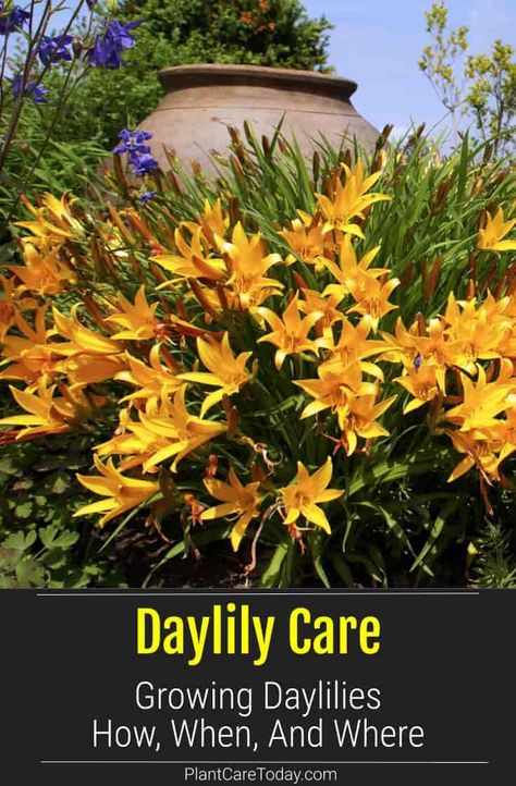 Day Lilies Care, Lily Care, Daylily Garden, Growing Plants Indoors, Day Lilies, Inside Plants, Summer Plants, Peonies Garden, Hybrid Tea Roses