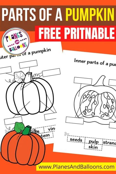 Free printable parts of a pumpkin worksheets. Label the parts of a pumpkin for kindergarten and preschool. Fall worksheets. #planesandballoons Fun Pumpkin Activities For Kindergarten, Pumpkin Parts Labeling, Pumpkin Vocabulary Cards Free, Pumpkin Labeling Kindergarten, Pumpkin Dissection Preschool, Pumpkin Labels Free Printable, Parts Of A Pumpkin Kindergarten, Pumpkins For Kindergarten, Preschool Activities For November