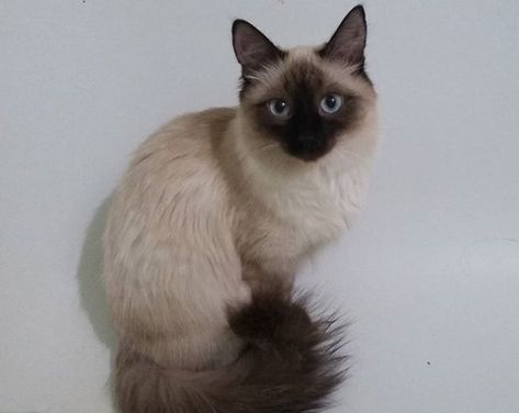 Balinese Cat Hypoallergenic, Balinese Cat Aesthetic, Ragdoll Cat Breeders, Majestic Cats, Hypoallergenic Cats, Balinese Cat, Therian Stuff, Devon Rex Cats, Dream's Cat