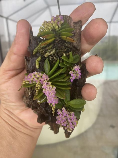 Miniature-Orchids worldwide | This schoenorchis fragrans mount becomes my favorite orchid now | Facebook Orchid Mount, Micro Orchids, Mini Orchids, Garden Goals, Miniature Orchids, Gardens Of Babylon, Types Of Orchids, Plant Fungus, Growing Orchids