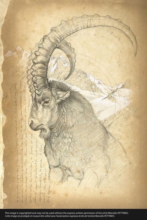 Anatomy Sketches, Animal Study, Mountain Goat, Desenho Tattoo, Wildlife Artists, Scientific Illustration, Art Et Illustration, Animals Artwork, Animal Sketches