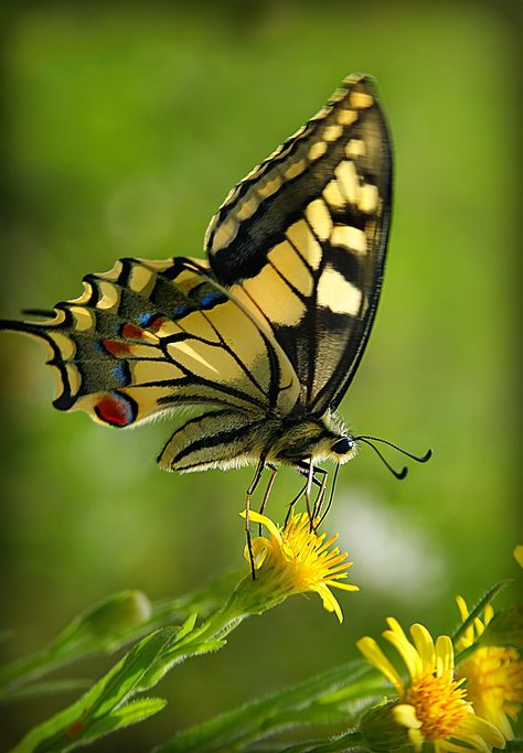 Old World Swallowtail, Pictures Of Butterflies, Butterfly Magic, Beautiful Butterfly Pictures, Beautiful Butterfly Photography, Beautiful Insects, Butterfly Photography, Korean Painting, The Butterfly Effect