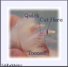 How To Clip Bunny Nails, Rabbit Nails Trimming, White Clear Nails, Rabbit Nails, Bunny Tips, Nails Pics, Diy Bunny Cage, Diy Bunny Toys, Bunny Care Tips