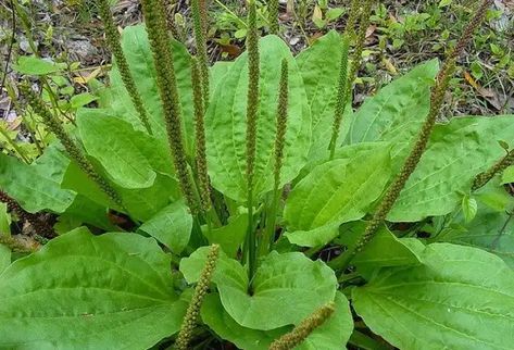 Why Knowing How to Use Plantain Is Like Carrying a First Aid Kit Around in Your Pocket Easy Grow Vegetables, Plantain Leaves, Medicinal Tea, Northern Canada, Medicinal Herbs Garden, Easy Vegetables To Grow, Seed Kit, Medicinal Herb, Seed Collection