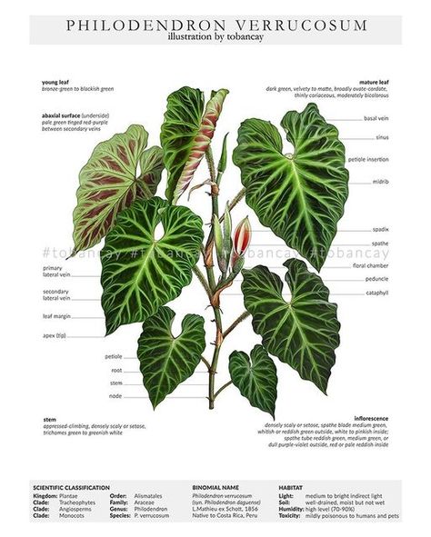 Plant Leaf Identification, Philodendron Verrucosum, Anthurium Plant, Wavy Edges, Goth Garden, Plant Goals, Green Veins, Philodendron Plant, Leafy Plants