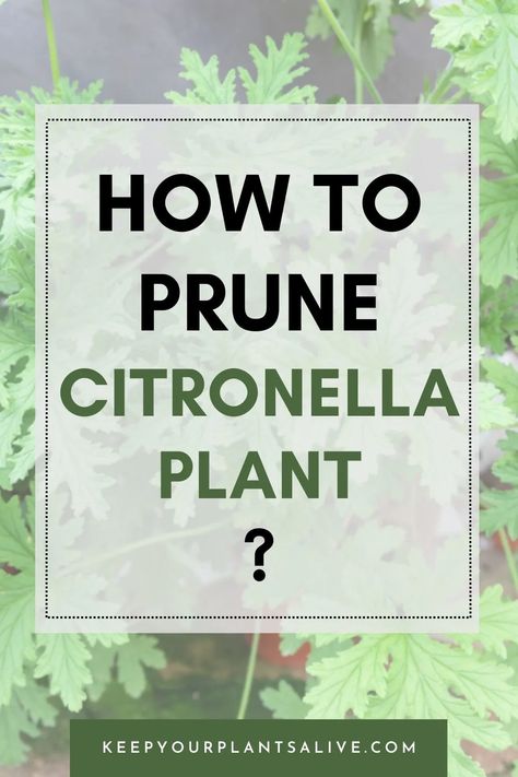 Looking to perfect your citronella plant’s growth? Our expert tips on how to prune citronella plant will help you maintain the perfect garden ambiance. How To Harvest Citronella Plant, How To Use Citronella Plant, Propagating Citronella Plant, Uses For Citronella Plant, Propagate Citronella Plant, How To Propagate Citronella Plant, Citronella Plant Uses, Citronella Plant Care, Diy Citronella