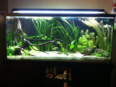 Low-Tech Planted Discus Tank - The Planted Tank Forum Home Aquarium Ideas, Aquascape Inspiration, Discus Tank, Fish Tank Garden, Axolotl Tank, Discus Aquarium, Aquarium Inspiration, Fish Aquarium Decorations, Fish Tank Themes