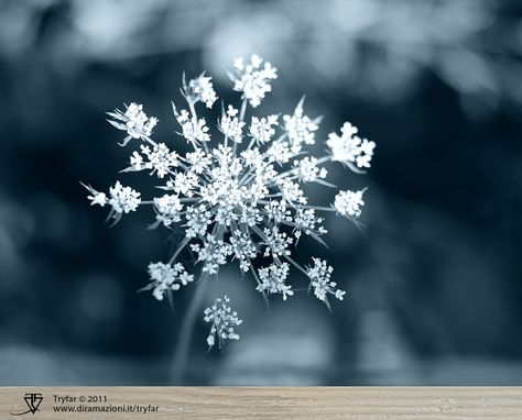 Fine Art Print $38.00 #fineart #etsy #art Ice Flower Aesthetic, Sagebrush Aesthetic, Snow On Flowers, Snow Flower Aesthetic, Cryo Aesthetic, Winter Flowers Aesthetic, Snowflake Aesthetic, Flowers In Snow, Flowers In The Snow