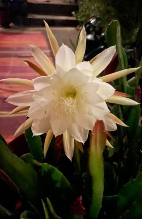 Fishbone Cactus Care Guide – Garden For Indoor Fish One Cactus, Fishbone Cactus Flower, Fish Bone Cactus, Fishbone Cactus, Cactus Bloom, Plant Bud, Cactus Care, New Roots, Cactus Flower