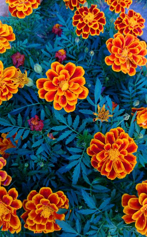 Mexico Inspired Wallpaper, Mexican Colorful Art, Mexican Flower Wallpaper, Mexican Art Aesthetic, Mexican Inspired Paintings, Day Of The Dead Background, Latino Paintings, Mexican Flower Art, Mexican Artwork Paintings