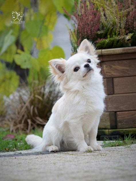 White Fluffy Chihuahua, Pets Aesthetic, White Chihuahua, Spitz Dogs, Toy Dogs, Animals Amazing, Interesting Animals, Chihuahua Love, Chihuahua Puppies