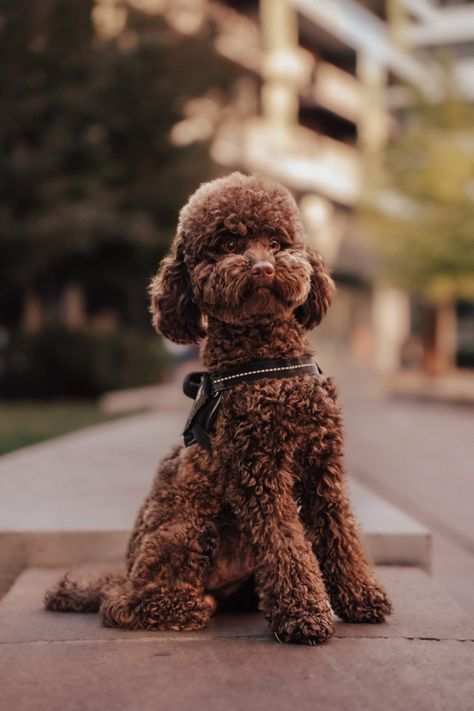 Chocolate Toy Poodle, Chocolate Poodle, Poodle Haircut, Black Puppy, Toy Poodle Puppies, Dog Area, Poodle Puppy, Cinematic Photography, You Deserve It