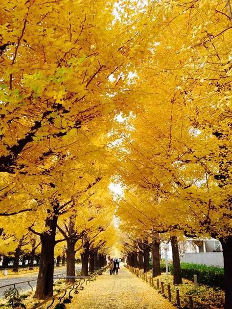 Japan Yellow Spring Road Japan, Japan Place, Yellow Springs, Japanese Maple, Vacation Destinations, Japan Travel, Simply Beautiful, Nature Beauty, Beautiful Birds