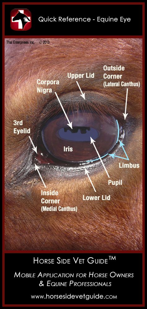 As an excellent equine caretaker, you should know all the parts of the eye labeled here. This image and 25 more like it are our QUICK REFERENCE images and are always on your phone, with or without the Internet, when you have the Horse Side Vet Guide app. Equine Veterinary, Equine Care, Studera Motivation, Eye Anatomy, Horse Information, Healthy Horses, Vet Medicine, Horse Care Tips, Horse Facts