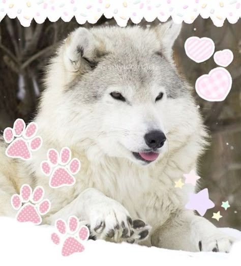 Pink Wolf Aesthetic, Wolf Regressor, Puppy Regressor, Puppy Boy Pfp, Wolf Pfp, Pink Wolf, Animal Pfps, Wolf Icon, Wolf Puppy