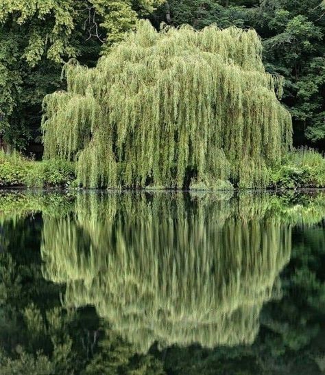 Weeping Willow Aesthetic, Riverlands Aesthetic, Garden Wild Flowers, Freetime Activities, Garden Wild, Luxurious Garden, Dreamy Decor, Willow Trees, Instagram Paris