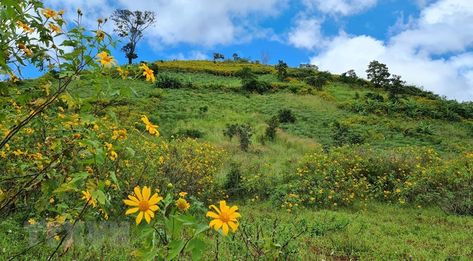 Enchanting wild sunflowers shine on Chu Dang Ya extinct volcano | Culture - Sports | Vietnam+ (VietnamPlus) Extinct Volcano, Wild Sunflowers, Wild Sunflower, Gia Lai, Shine On, Bright Yellow, Volcano, Enchanted, Vietnam