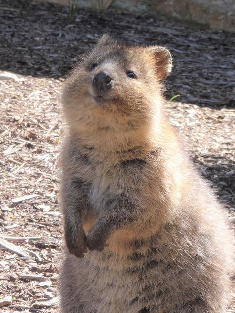 Cute Animal Pfp, Quokka Animal, Cute Quokka, Happiest Animal, Funny Animal Pics, Cute Animal Character, Australian Mammals, Animal Aesthetic, Animal Character