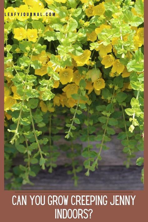 Creeping Jenny Plant, Houseplant Pests, Creeping Jenny, Indoor Plant Care, Evergreen Plants, Sun Plants, Plant Ideas, Growing Indoors, Plants Garden